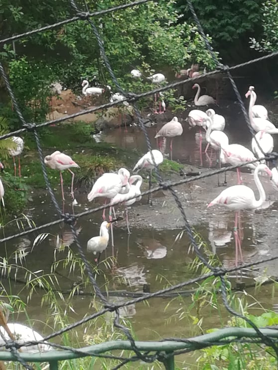 ABC do concelho – Visita de estudo ao Zoo de Lourosa (EB de Souto Redondo)